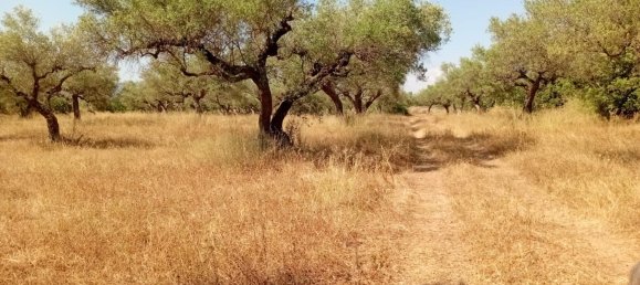 Земельный участок 68857м² в Канет Ло Роиг, Испания № 162896 2