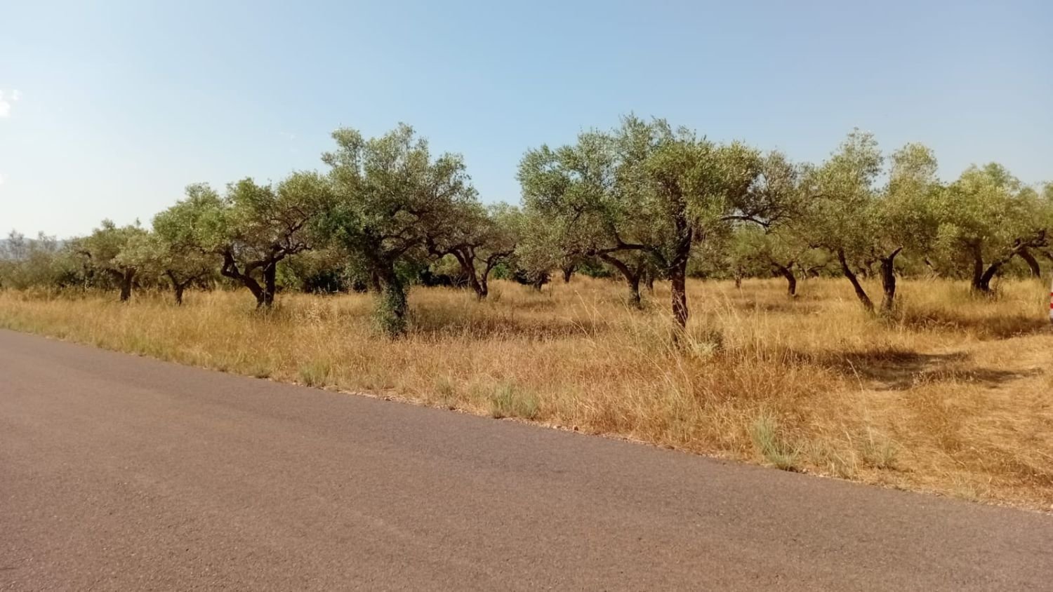 Земельный участок 68857м² в Канет Ло Роиг, Испания № 162896