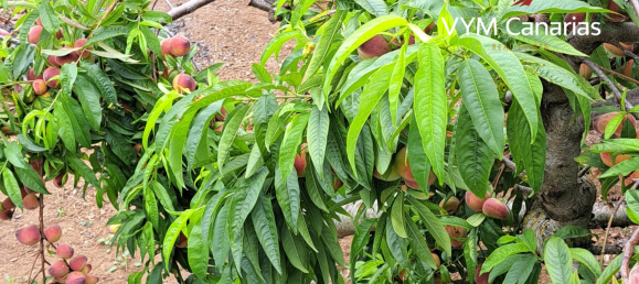 7 bedrooms Finca in La Tierra Del Trigo, Spain No. 15278 15