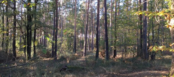 Casa de 4 dormitorios en Romorantin-Lanthenay, France No. 89979 6