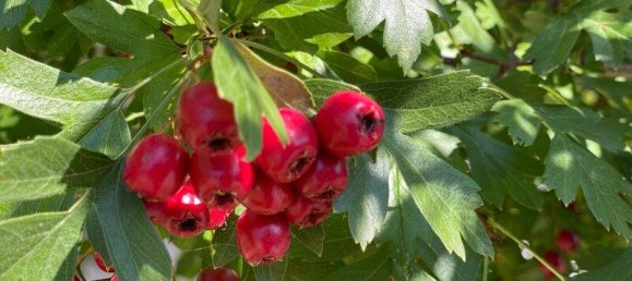 7-Zimmer Haus in Neustift-Innermanzing, Austria, Nr. 243819 14