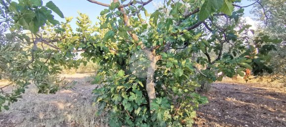 3766m² Land in Lucera, Italy No. 257667 9