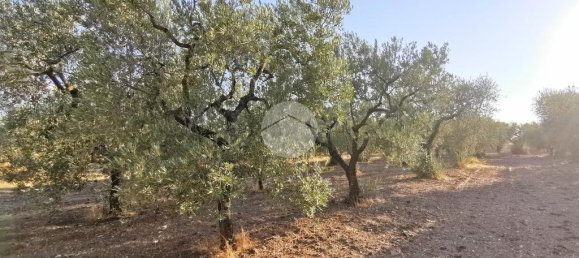 3766m² Land in Lucera, Italy No. 257667 3