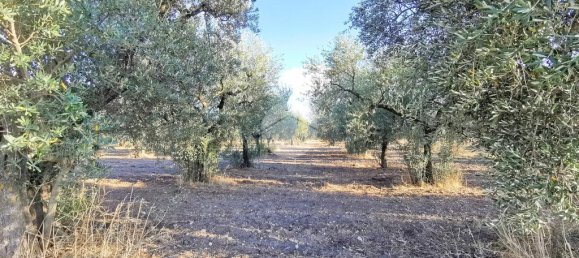 3766m² Land in Lucera, Italy No. 257667 7