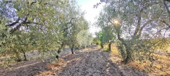 3766m² Land in Lucera, Italy No. 257667 4