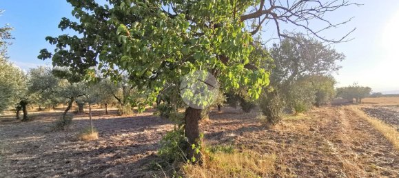 3766m² Land in Lucera, Italy No. 257667 2