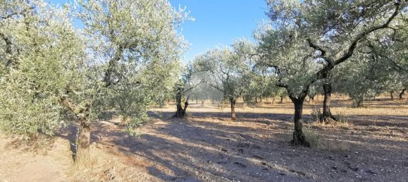 3766m² Land in Lucera, Italy No. 257667 10