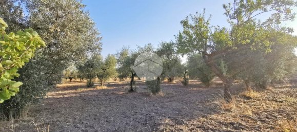 3766m² Land in Lucera, Italy No. 257667 6