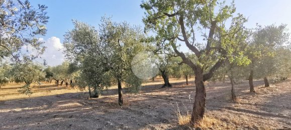 3766m² Land in Lucera, Italy No. 257667 8