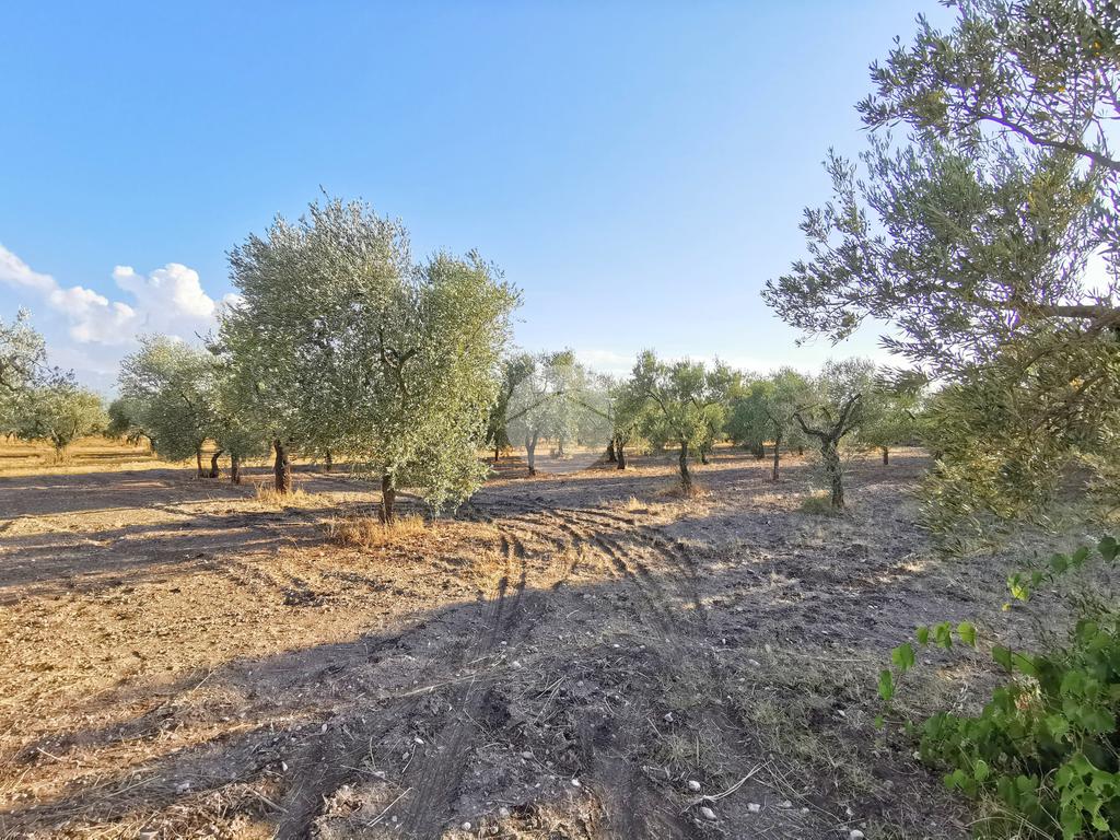 3766m² Land in Lucera, Italy No. 257667