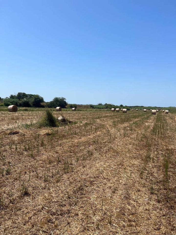 44020m² Land in Castagneto Carducci, Italy No. 175452