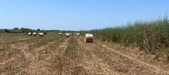 44020m² Land in Castagneto Carducci, Italy No. 175452 5