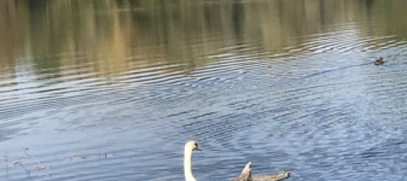 Terrain à Dahme-Spreewald, Germany No. 43925 13