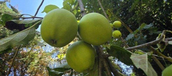 2-salle Maison à Grosswilfersdorf, Austria No. 218435 26