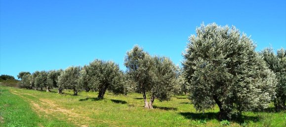  فندق في Chalkidiki, Greece 10800متر مربع رقم 7308 4