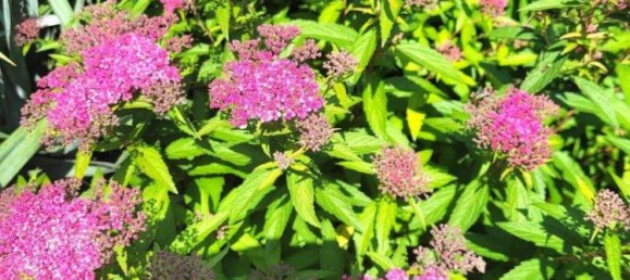 4غرفة منزل في Muckendorf-Wipfing, Austria رقم 248942 37