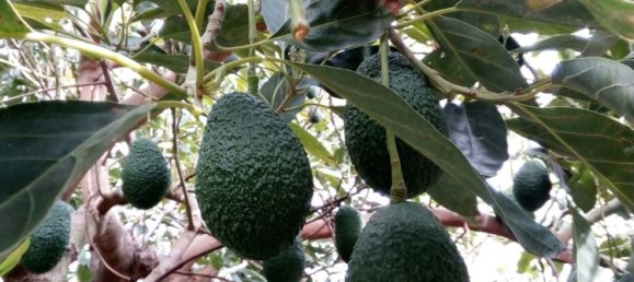 Terrain à Malaga, Spain No. 163934 5