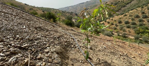 Terrain à Malaga, Spain No. 163934 4