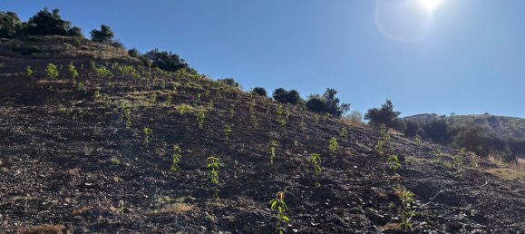 Terrain à Malaga, Spain No. 163934 6