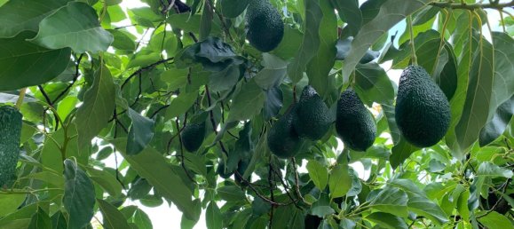 Terrain à Malaga, Spain No. 163934 3