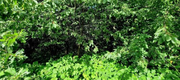 1644m² Land in Sieggraben, Austria No. 81130 15