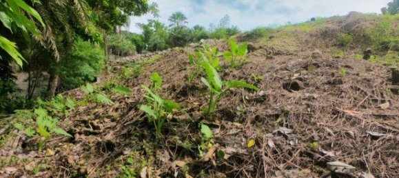 Propiedad comercial en Kamala, Thailand 3932 m² No. 12544 12