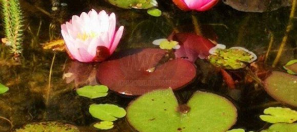 3 rooms Bungalow in Bad Wimsbach-Neydharting, Austria No. 133583 25