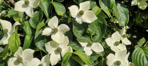 3 rooms Bungalow in Bad Wimsbach-Neydharting, Austria No. 133583 34