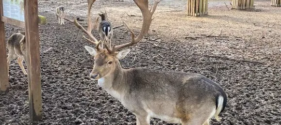 Casa de 3 dormitorios en Falkenhagener Feld, Germany No. 21998 21