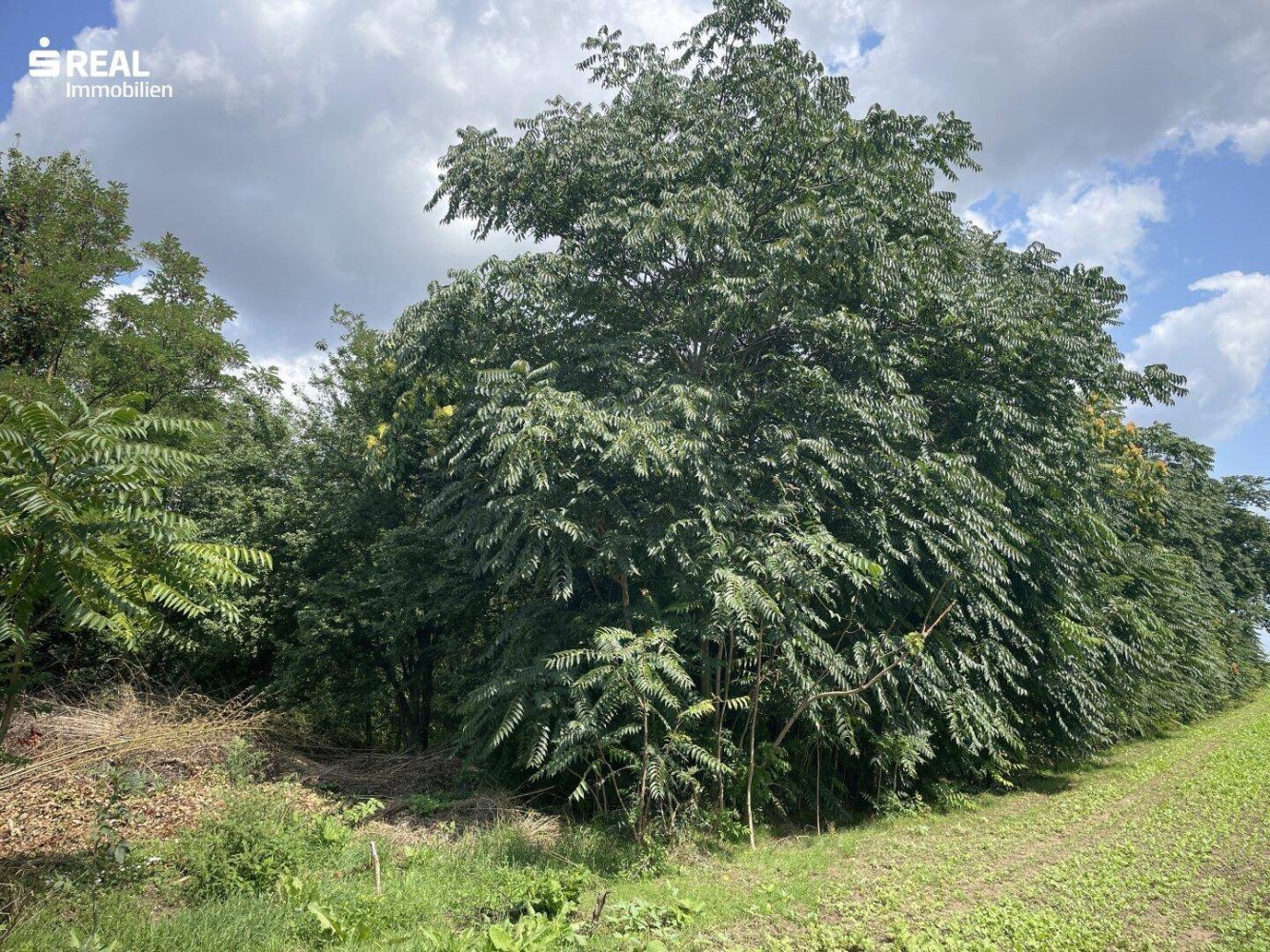 Terreno en Nickelsdorf, Austria 1837 m² No. 211216