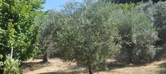 6 rooms House in Montescudaio, Italy No. 273146 25