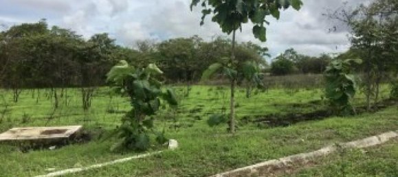  Land in Liberia, Costa Rica No. 1462 3