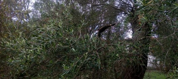 2537m² Hotel in Thesprotia, Greece No. 4250 19