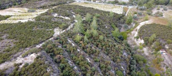 25284m² Land in Agios Mamas, Cyprus No. 15011 2