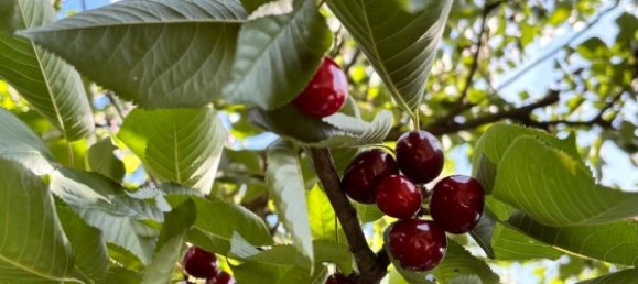 Земельный участок в Нидершёнхаузен, Германия № 294877 12