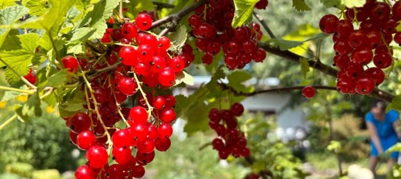 Земельный участок в Нидершёнхаузен, Германия № 294877 13