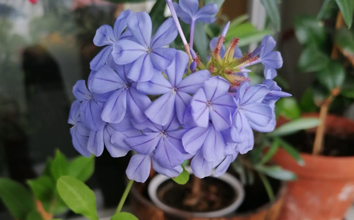 2غرفة شقة في Rostock, Germany رقم 29281