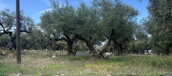 Grundstück in Zakynthos, Greece, Nr. 8591 13