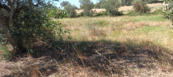 30000m² Land in Benavente, Portugal No. 134774 6