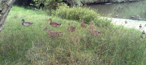 1 bedroom Apartment in Duchy of Lauenburg, Germany No. 230935 11