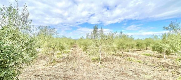 3-salle Terrain à Carlentini, Italy No. 156475 12