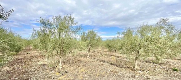 3-salle Terrain à Carlentini, Italy No. 156475 4