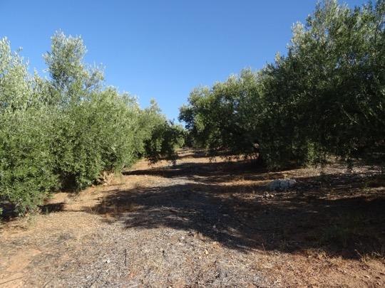 Земельный участок 2100м² в Гранада, Испания № 198637