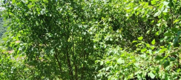 5 rooms Castles in Liguria, Italy No. 272392 17