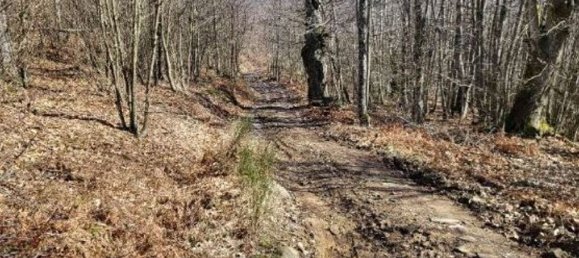 4 bedrooms House in Camaiore, Italy No. 359028 7