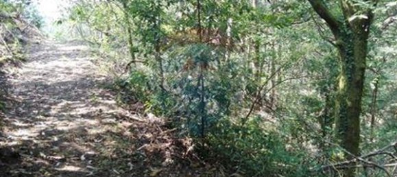 8550m² Land in Oliveira de Frades, Portugal No. 50652 6