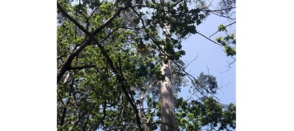 8550m² Land in Oliveira de Frades, Portugal No. 50652 8