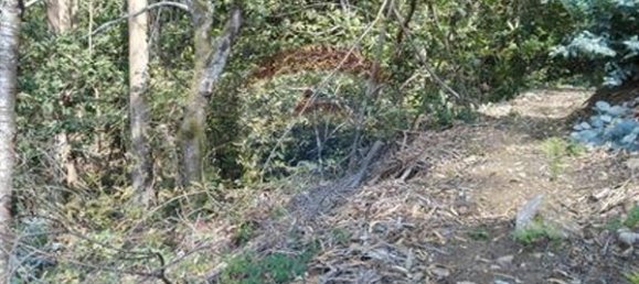 8550m² Land in Oliveira de Frades, Portugal No. 50652 2