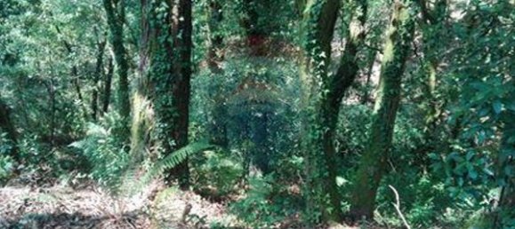 8550m² Land in Oliveira de Frades, Portugal No. 50652 7