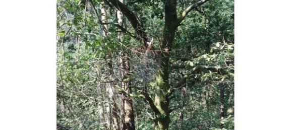 8550m² Land in Oliveira de Frades, Portugal No. 50652 4